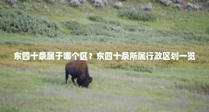 东四十条属于哪个区？东四十条所属行政区划一览